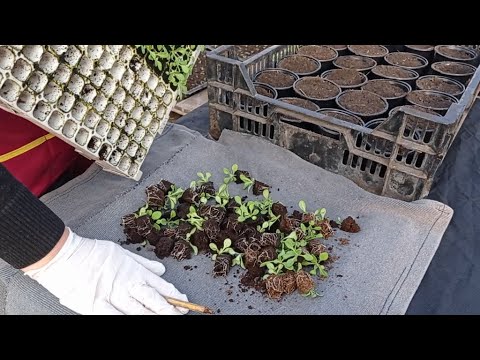 Видео: ПЕРЕВАЛКА КУСТОВОЙ ПЕТУНИИ В СТАКАНЫ.