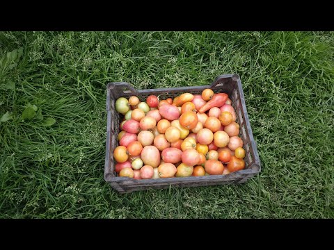 Видео: Жизнь моя дереаенская 🏡. Убираю с огорода последние помидоры🍅