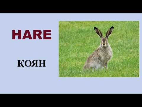 Видео: ЖАНУАРЛАР АҒЫЛШЫН ТІЛІНДЕ. АҒЫЛШЫНША ҮЙ ЖӘНЕ ЖАБАЙЫ ЖАНУАРЛАР