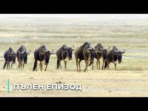 Видео: Как животните оцеляват в изолация в кратера Нгоронгоро | Дивите пейзажи на Африка 106