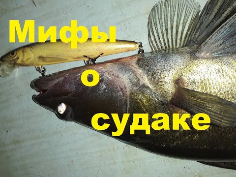 Видео: Мифы о судаке  Коробка для воблеров
