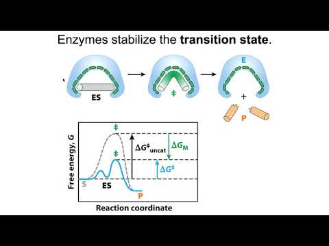 Видео: Ферменты стабилизируют переходные состояния