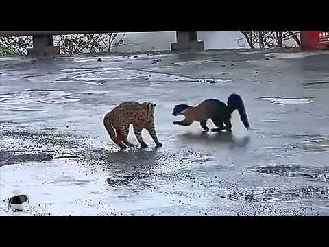 Видео: Безумные Случаи с Животными, Случайно Снятые на Камеру