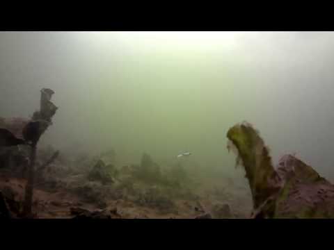 Видео: Испытания копии Lucky John mebaru в полевых условиях. Подводные съемки.