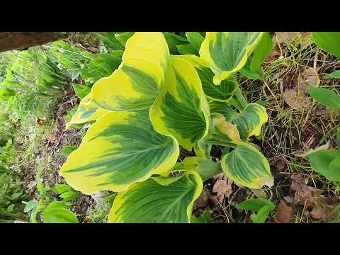 Видео: хоста "Liberty".