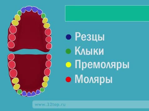 Видео: Виды зубов человека. Зубы человека. Зубы ребенка.