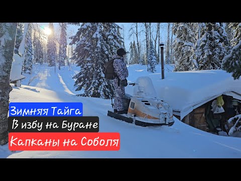 Видео: В избу на буране / Проверка путика / Охота на соболя / Зимняя тайга