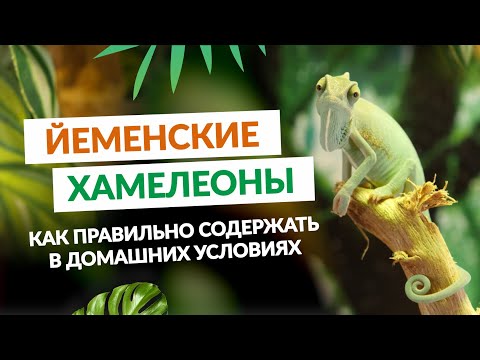 Видео: Йеменские хамелеоны. Как правильно содержать в домашних условиях.