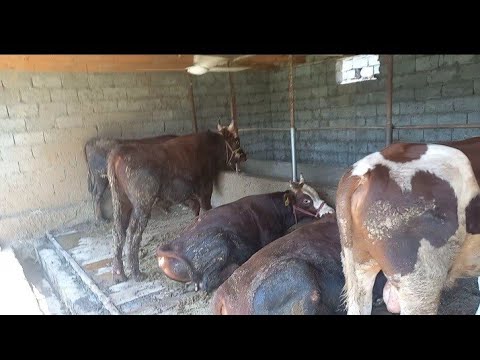 Видео: Бука бордакылау#малбордақылау#откорм#жемди даиындау#