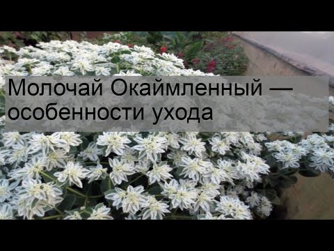 Видео: Молочай Окаймленный — особенности ухода