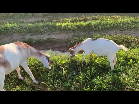 Видео: Камерунские Козы.Особенности породы #камерунскиекозы