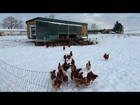 Видео: Ферма в Германии.Мобильный курятник,первый снег.