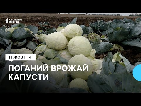 Видео: "Урожай втричі менший за торішній": фермер розповів про врожай капусти на Вінниччині