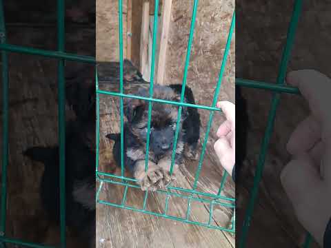 Видео: Мои малыши сладенькие