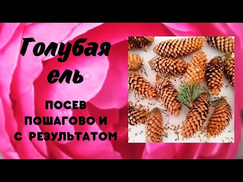 Видео: ГОЛУБАЯ ЕЛЬ. ПОСЕВ СЕМЯН. Пошагово и с результатом.