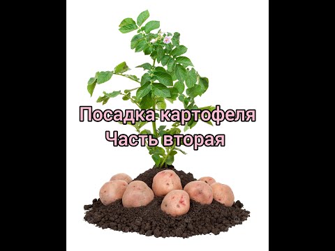 Видео: Сказ о том, как мы картошку садили. Часть 2