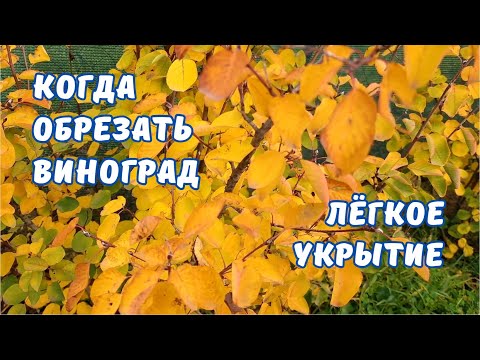 Видео: Когда обрезать виноград ? Лучшее укрытие винограда.
