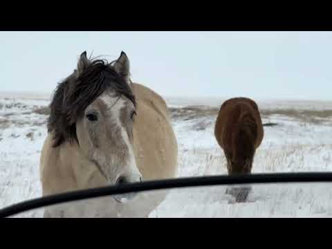 Видео: Биелер құлындады #ақмола #жылқы #жылқы #бие #құлын