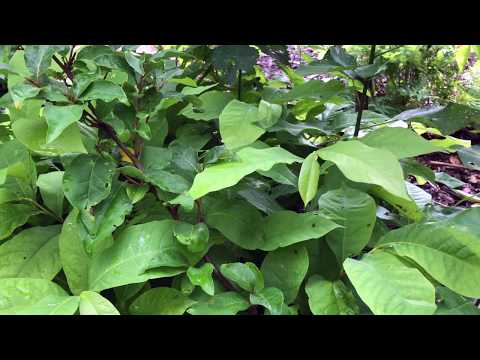 Видео: Апа-па из семян — Simple Notes