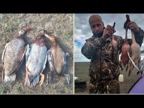 Видео: Охота на утку. Открытие 2025г