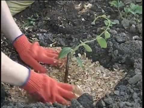 Видео: киви-ленд посадка саженцев киви