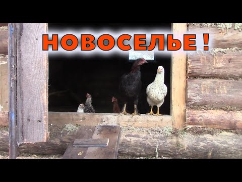 Видео: ЗАСЕЛЕНИЕ САРАЯ! Конек, двери, выгул - ГОТОВО.