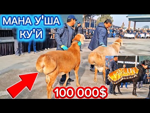 Видео: ЗОТДОР КУ'ЙЛАР КУ'РГАЗМАСИ🤩БИТТА КУ'Й 100 000$🤩ШОВ-ШУВ БОЛГАН НАРХЛАР🤩БАРЧА КОРСИН🤩