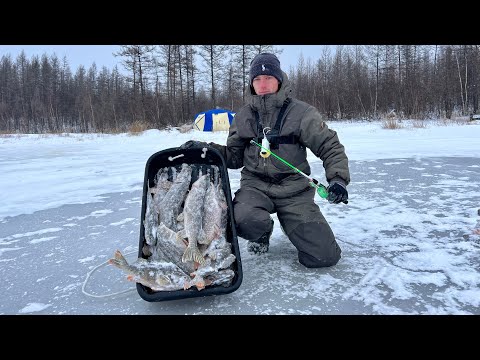 Видео: ЛУНКИ ПОЛНЫЕ РЫБЫ! ЛОВЛЯ КРУПНОГО ОКУНЯ на балансир! ЗАПЕЧЁННЫЕ ОКУНИ НА КОСТРЕ! Это первый лёд!