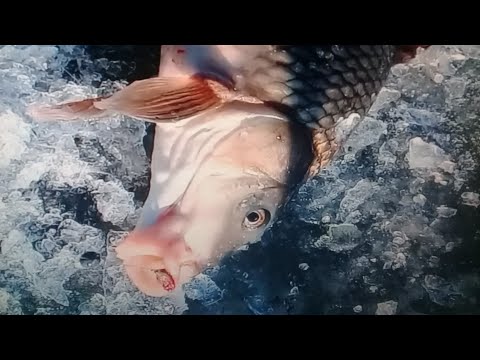 Видео: Ловля карпа со льда! Карп рвет лески, ломает мормышки! Первый лед 2020-2021!