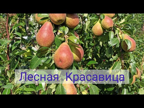 Видео: Груша Лесная Красавица. Бельгийский сорт, как растёт в Подмосковье.