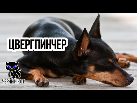 Видео: ✔ Цвергпинчер -  активный азартный пёс, всегда готовый на авантюру