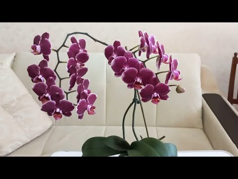 Видео: ЦВЕТЕНИЕ ОРХИДЕЙ/сентябрь 2023.//Мои Цветущие Орхидеи на подиуме!/Вы должны увидеть этих красоток!😍