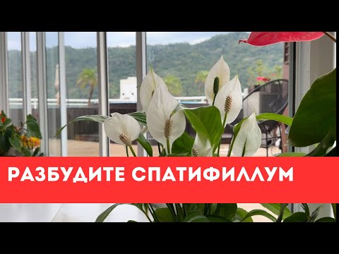 Видео: Разбудите Спатифиллум!Лучшие Методы Ухода в Феврале