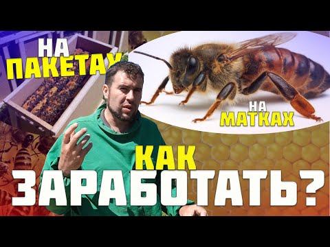 Видео: Заработать начинающему пчеловоду. Пакеты пчел? Продажа пчелиных  маток. Пасека как бизнес