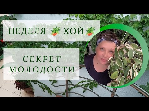 Видео: Неделя 🪴 хой🪴. Пересадка "бабушки". Омолаживаем корневую.