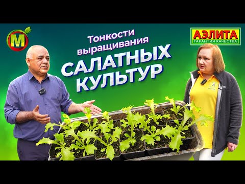 Видео: ВЫРАЩИВАНИЕ САЛАТА: все, что нужно знать!