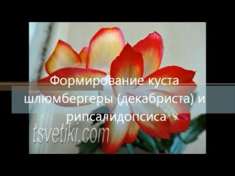 Видео: Формирование куста шлюмбергеры (декабриста) и рипсалидопсиса