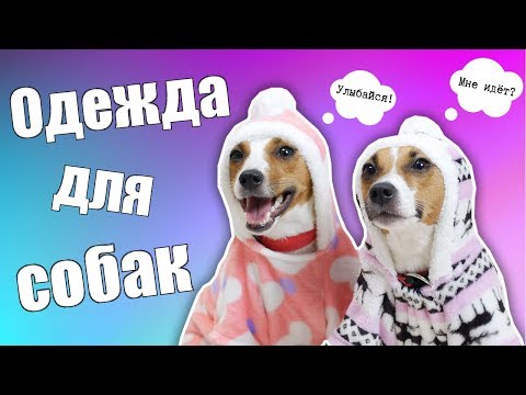 Видео: НУЖНО ЛИ ОДЕВАТЬ СОБАКУ? | КАК ПРАВИЛЬНО СНЯТЬ С СОБАКИ МЕРКИ?