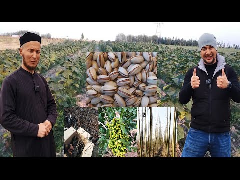 Видео: ПАВЛОНИЯ хамда ХАНДОН ПИСТА кучатлари