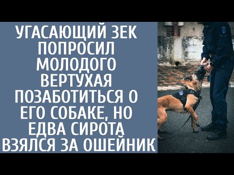 Видео: Угасающий 3EK попросил молодого вертухая позаботиться о его собаке, но едва сирота взялся за ошейник