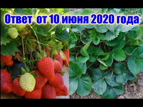 Видео: Почему не цветёт и не плодоносит клубника? Или как отличить мужские и женские кусты клубники? 2020г