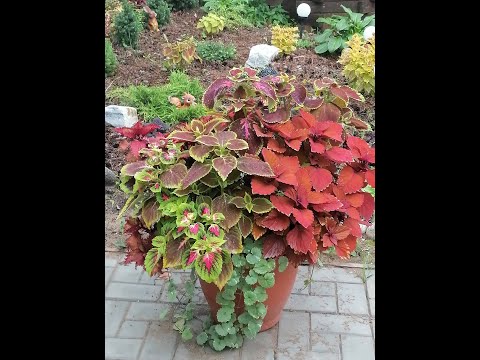 Видео: Колеус- яркая мозайка бархатистых листьев))