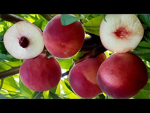 Видео: Peach Fidelia !!! ЛУЧШИЕ СОРТА ПЕРСИКА !!! ПЕРСИК ФИДЕЛИЯ !!!