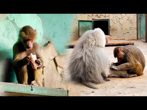 Видео: Смотри, Люся, последний раз показываю! А Люся слушает и ест! За непослушание и получает!