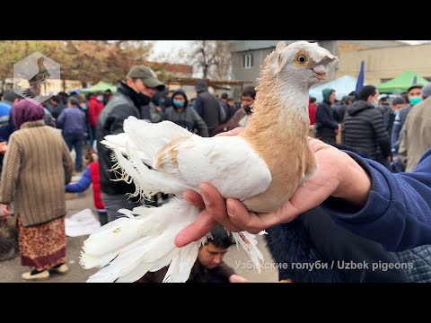 Видео: Птичий рынок г. Ташкент - ГОЛУБИ (20.02.2021) / Uzbek Pigeons