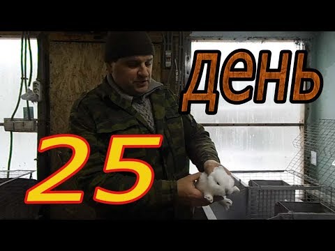Видео: КРОЛЬЧАТАМ 25дн (что нужно знать!?) (видео 8)