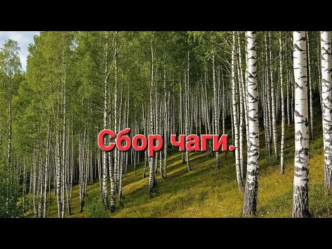 Видео: ЗАРАБАТЫВАЕМ В ДЕРЕВНЕ СОБИРАЯ ЧАГУ. ЗА ЧАГОЙ НА КАРАКАТЕ.