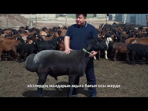 Видео: Бұл шығарылым ата кәсіпті дамытып отырған шопан Кенжеәлі Мұғалбаев туралы.