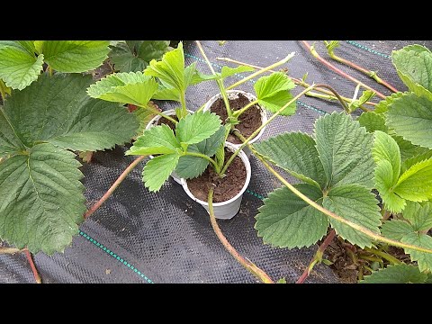 Видео: Размножаем Клубнику Усами в Стаканчиках, Два Способа