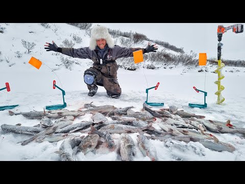 Видео: НАЛОВИЛ АЖ ДУРНО! МЕШОК ПОЙМАЛ КАЖДЫЙ! ЭТО СЕВЕРНАЯ РЫБАЛКА! Рыбалка в Заполярье часть 8